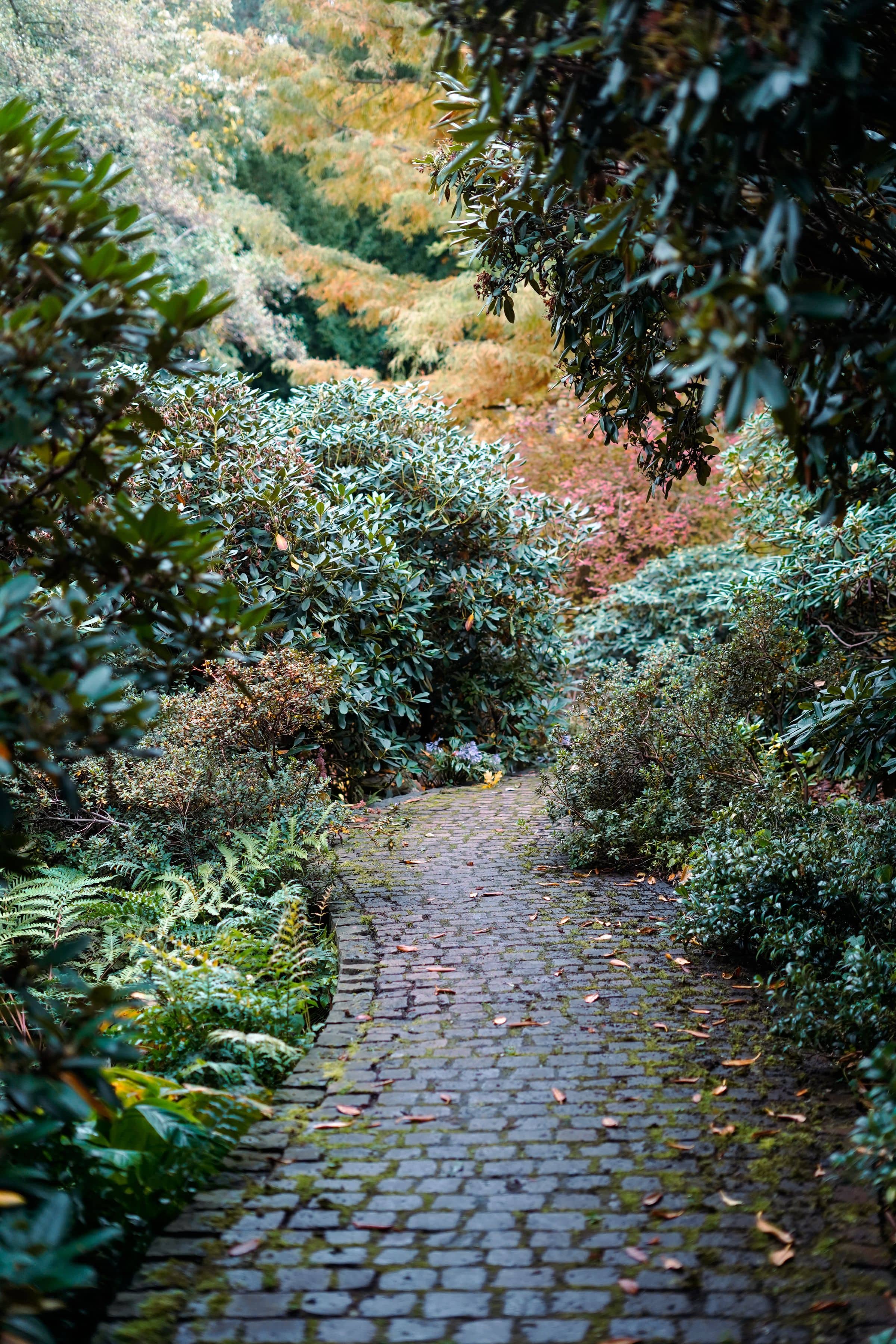 A brick path with moss growing in its joints curving away between deep planting — sword ferns and low evergreen shrubs at the near edge, large-leaved rhododendrons closing overhead, and a tree turning orange behind them, all under flat grey light.