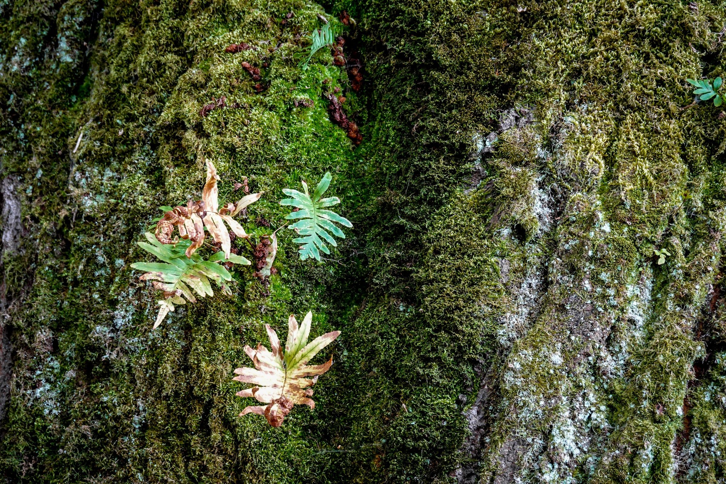 Small ferns and moss growing along the length of a leaning tree trunk, rooted in the bark itself rather than in the ground.