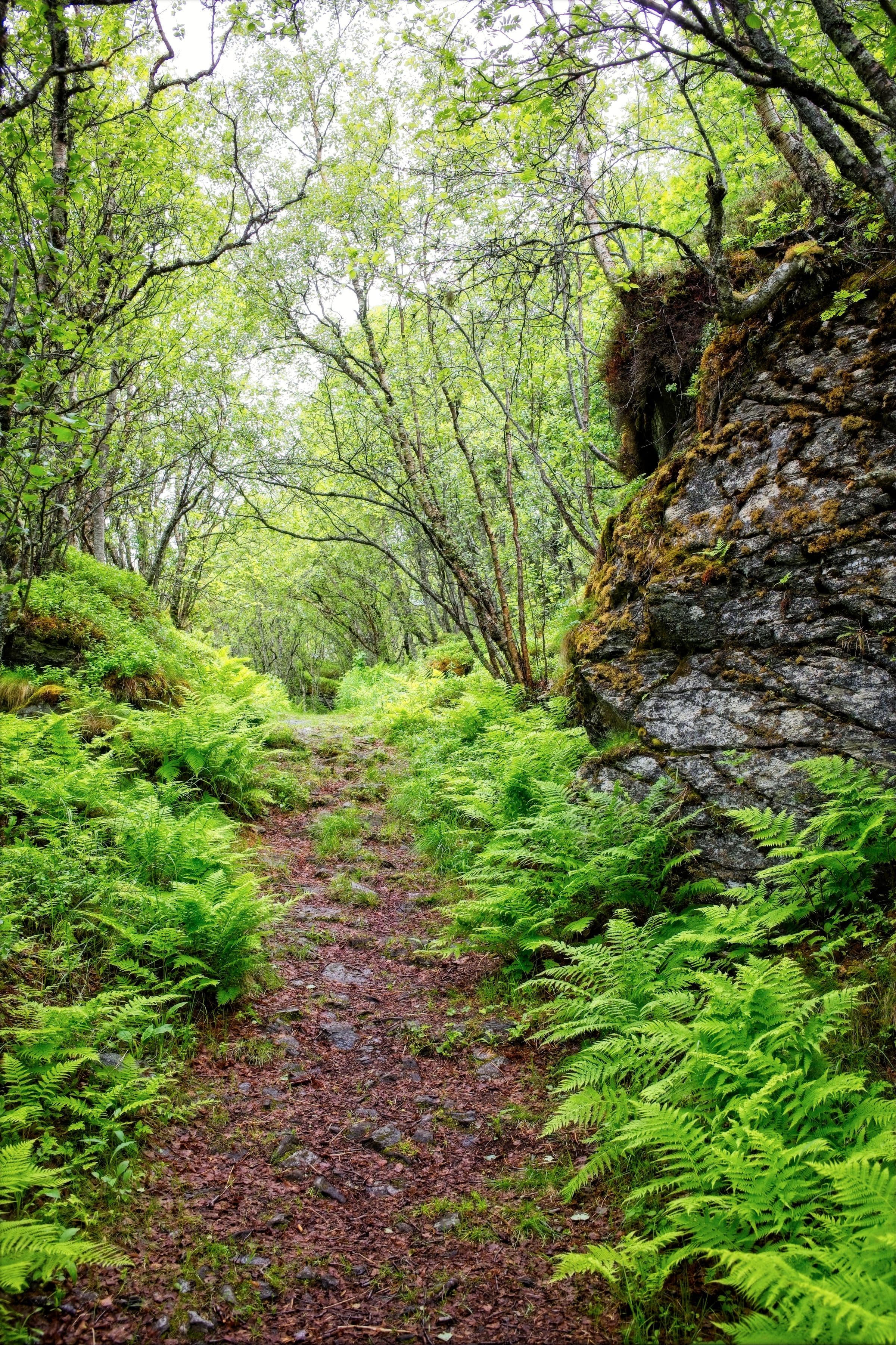 A worn earth path running uphill between dense banks of ferns, under thin birch trunks with a mossy rock outcrop at the right, in flat overcast light.