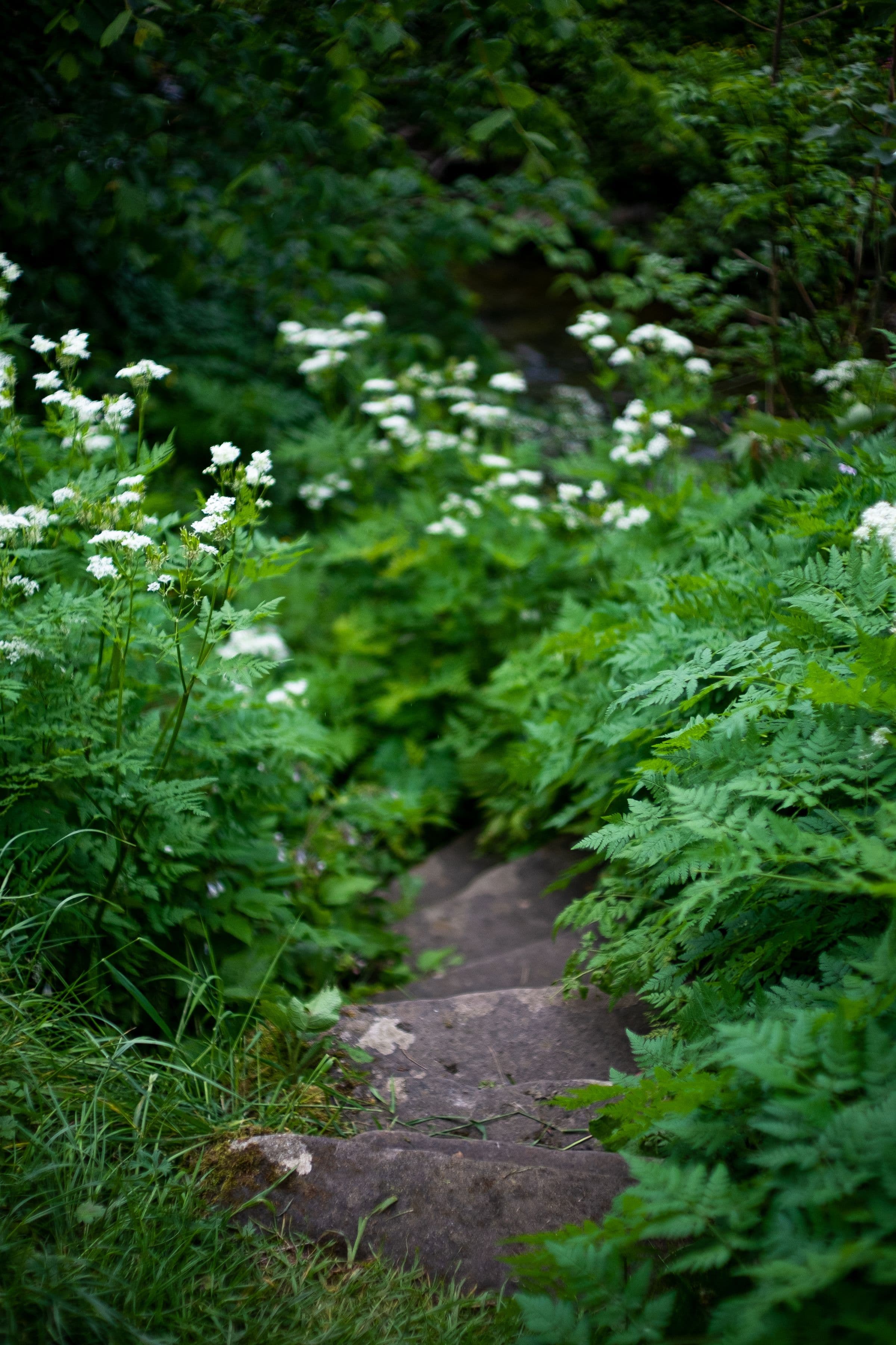 A narrow stone path almost swallowed by planting — ferns arching in from both sides at knee height and tall white umbels of flower leaning over the stone, in soft green light with no direct sun.