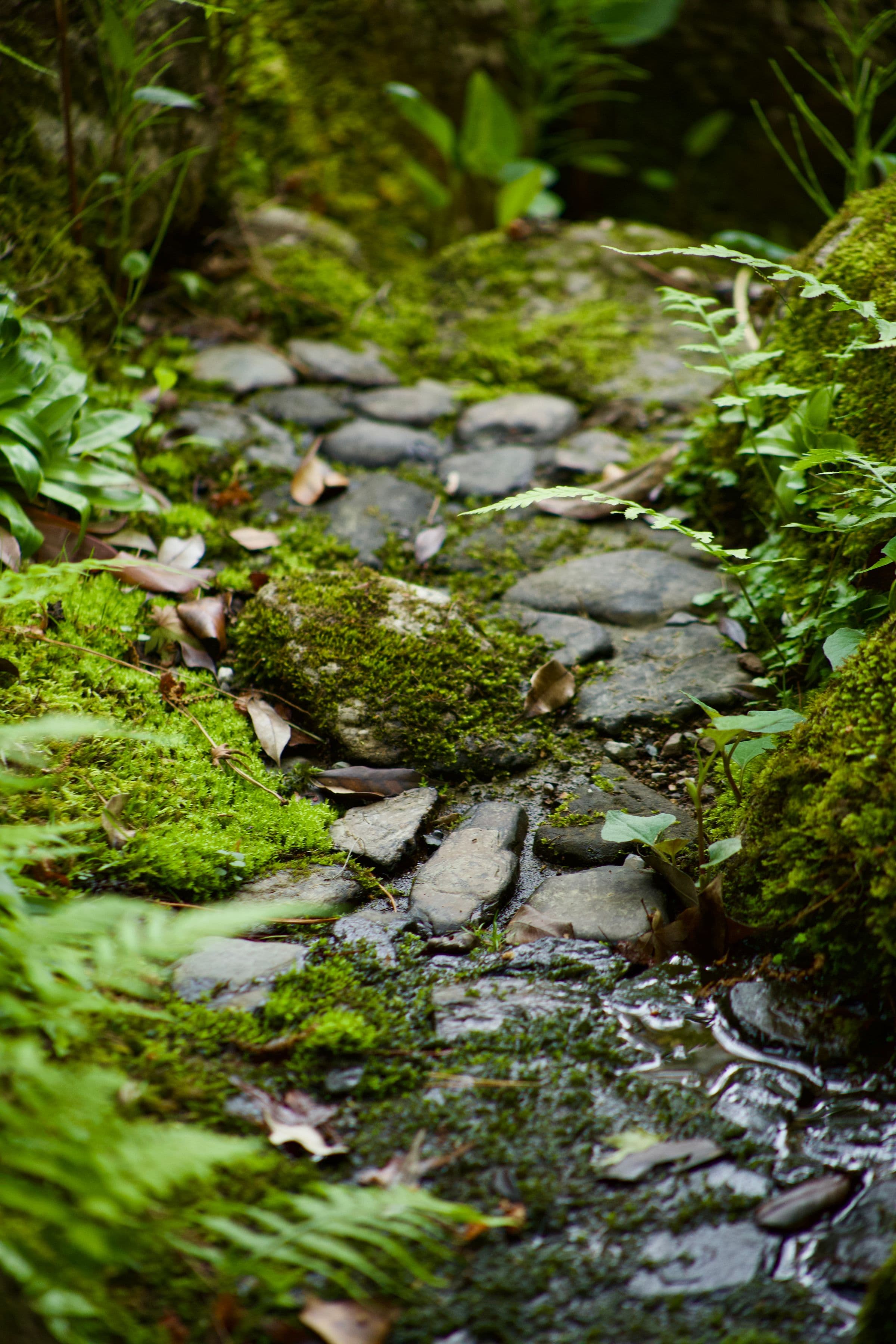 A close view of an old stone path where thick green moss has filled every joint between the setts and crept over the edges of the stones, with fallen leaves and low green planting at the margins.