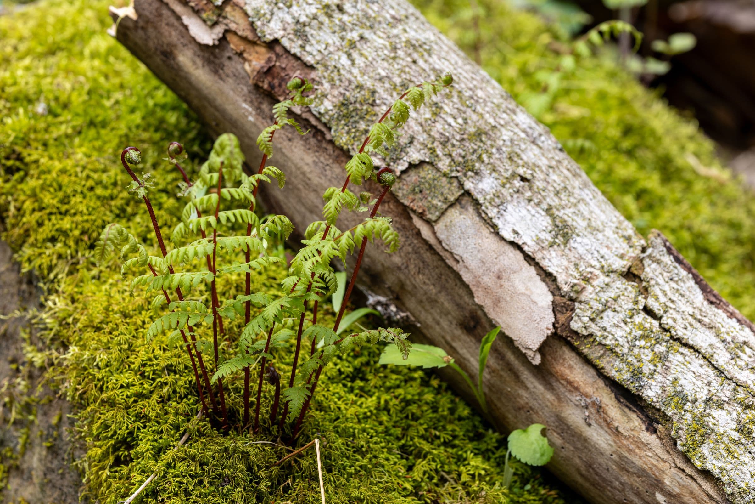 Young fern fronds rising from thick green moss on a fallen log, several still tightly coiled at the tip and others half opened, against a dark blurred forest background.