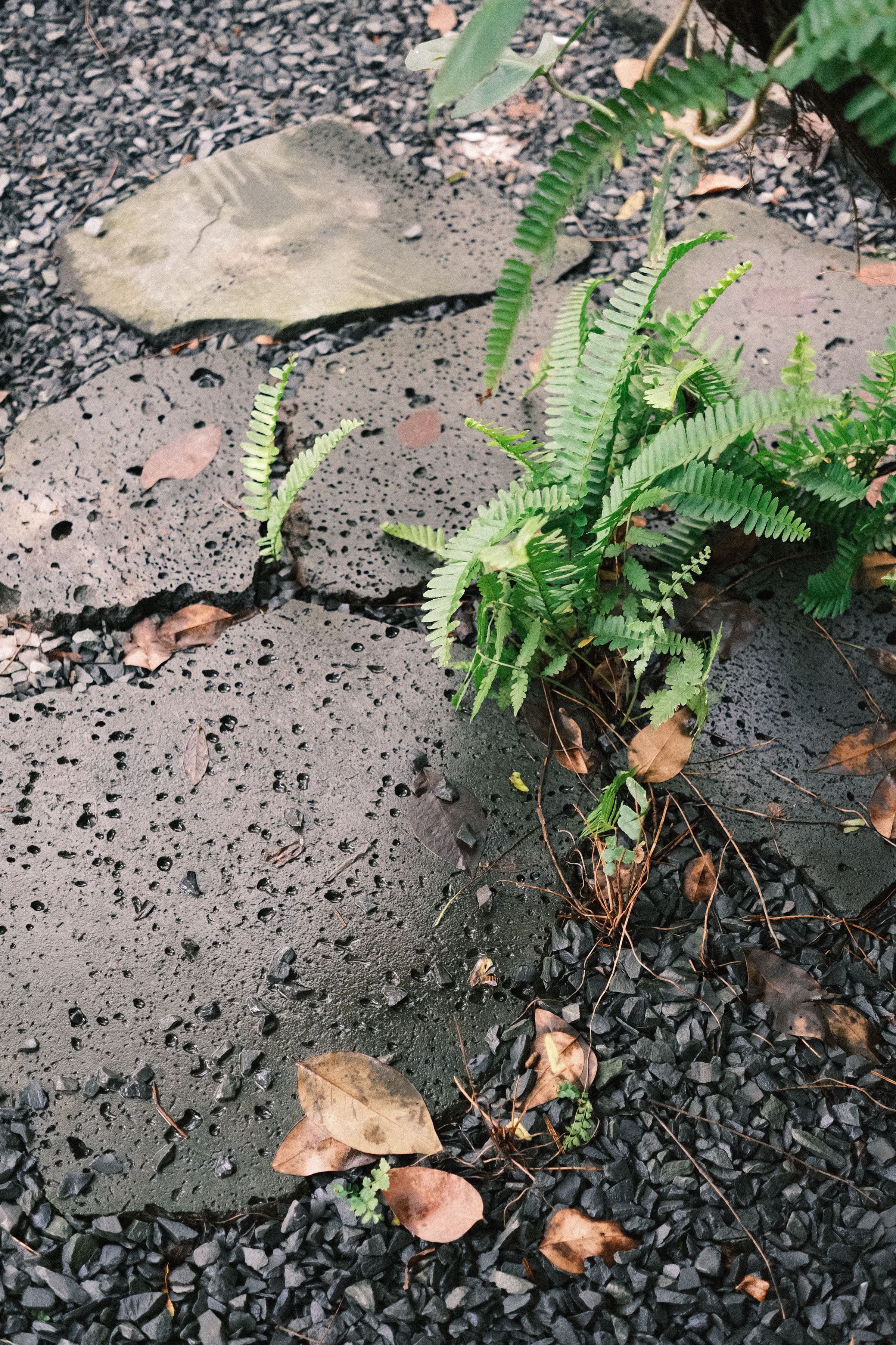A small fern rooted directly into a crack in dark volcanic rock, its fronds spreading across the pitted grey stone surface, with a few dry leaves lodged nearby.