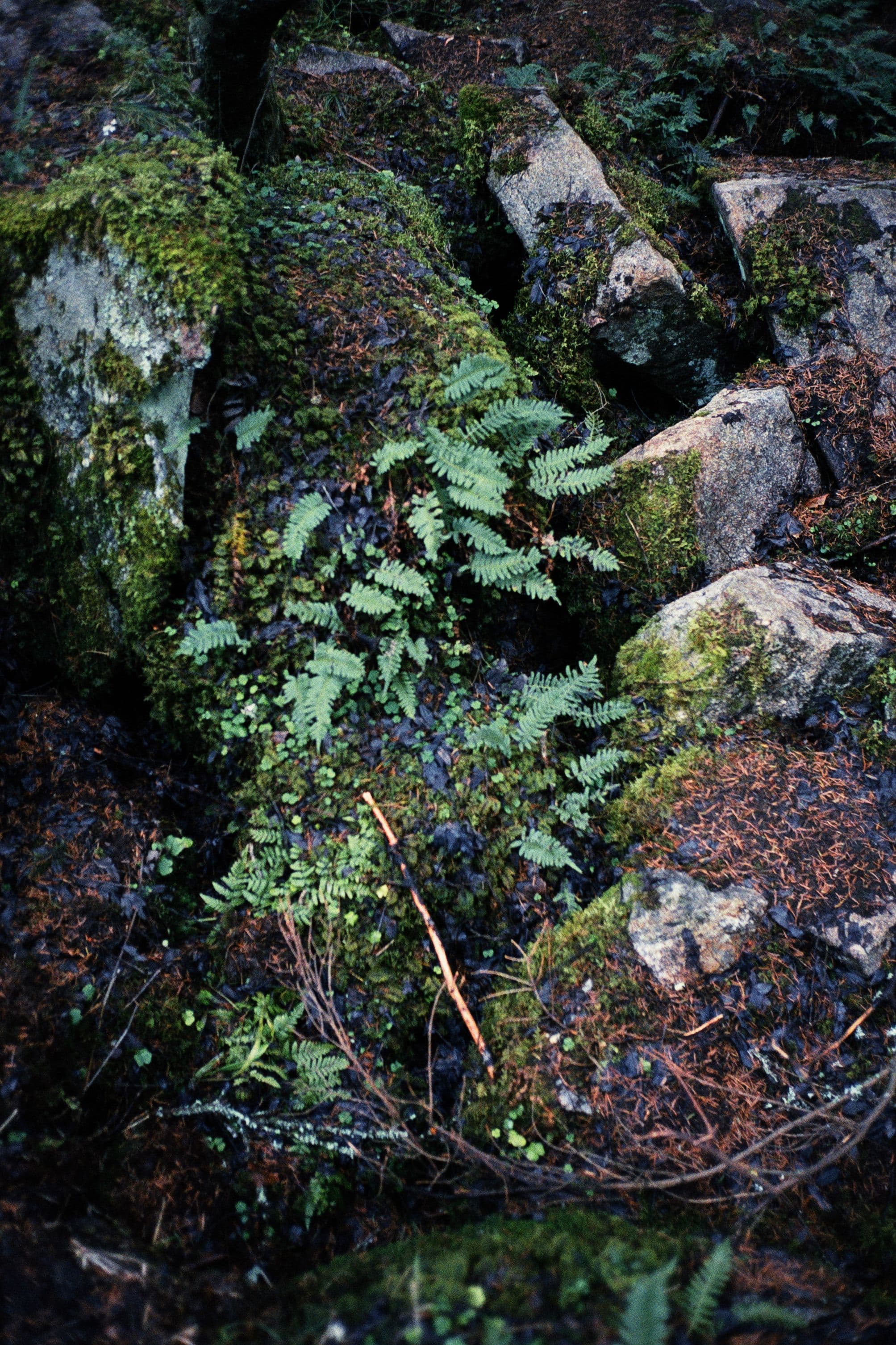 Ferns growing out of a dark wet rock face, their fronds catching the only light in an otherwise deeply shaded frame of stone and leaf litter.