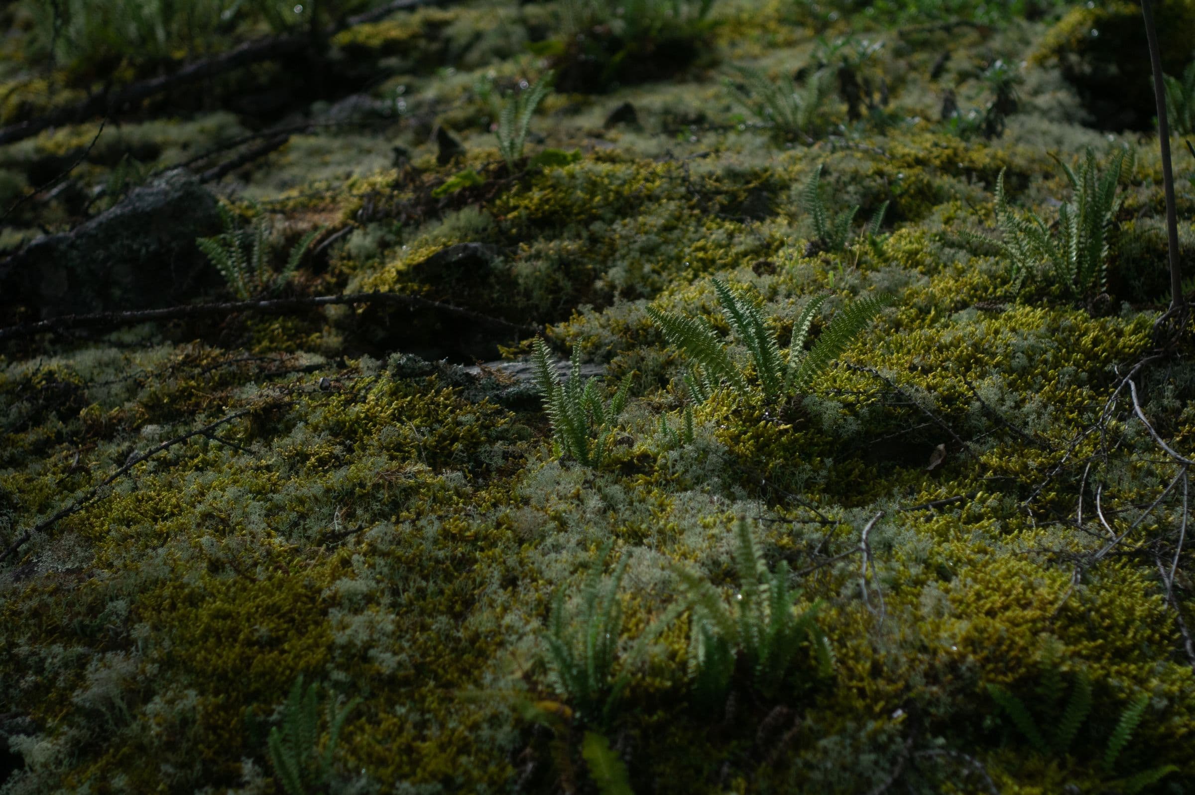 A forest floor entirely covered in deep undulating moss with small ferns pushing through it, in flat diffuse light that shows no direct sun.