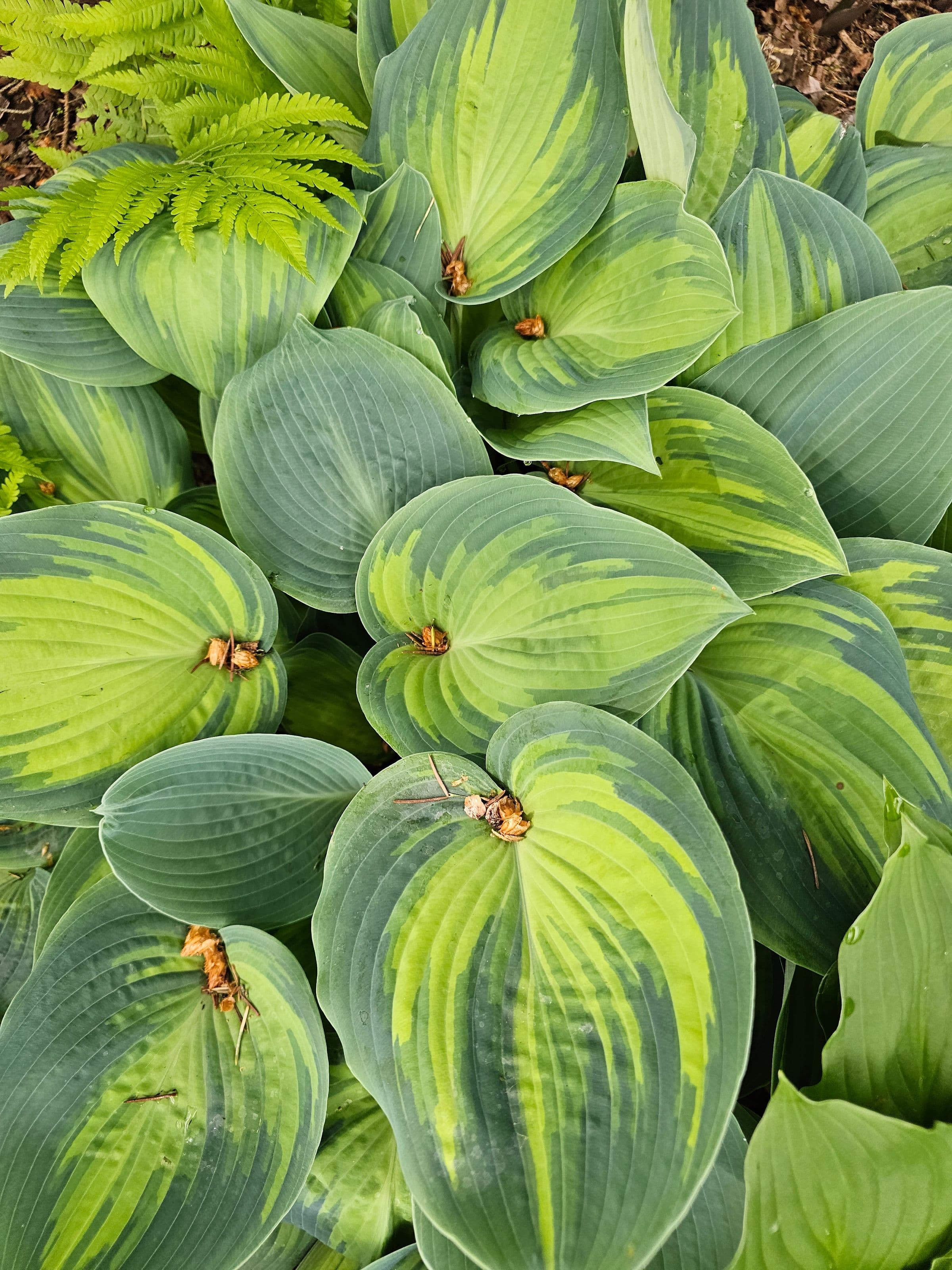Overlapping ribbed hosta leaves filling the frame in layered greens, each leaf marked with deep parallel veins.