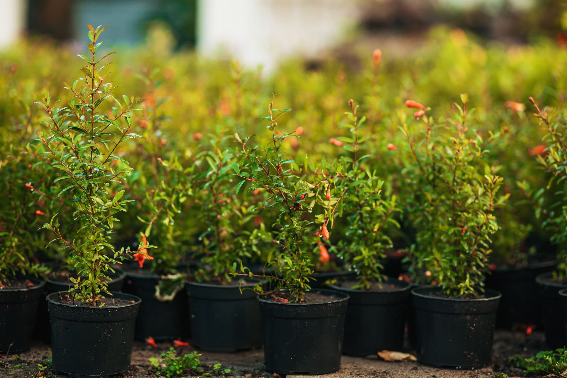 Rows of young shrubs in black plastic nursery pots standing close together on the ground at a growing nursery, each perhaps two feet tall with thin new growth.