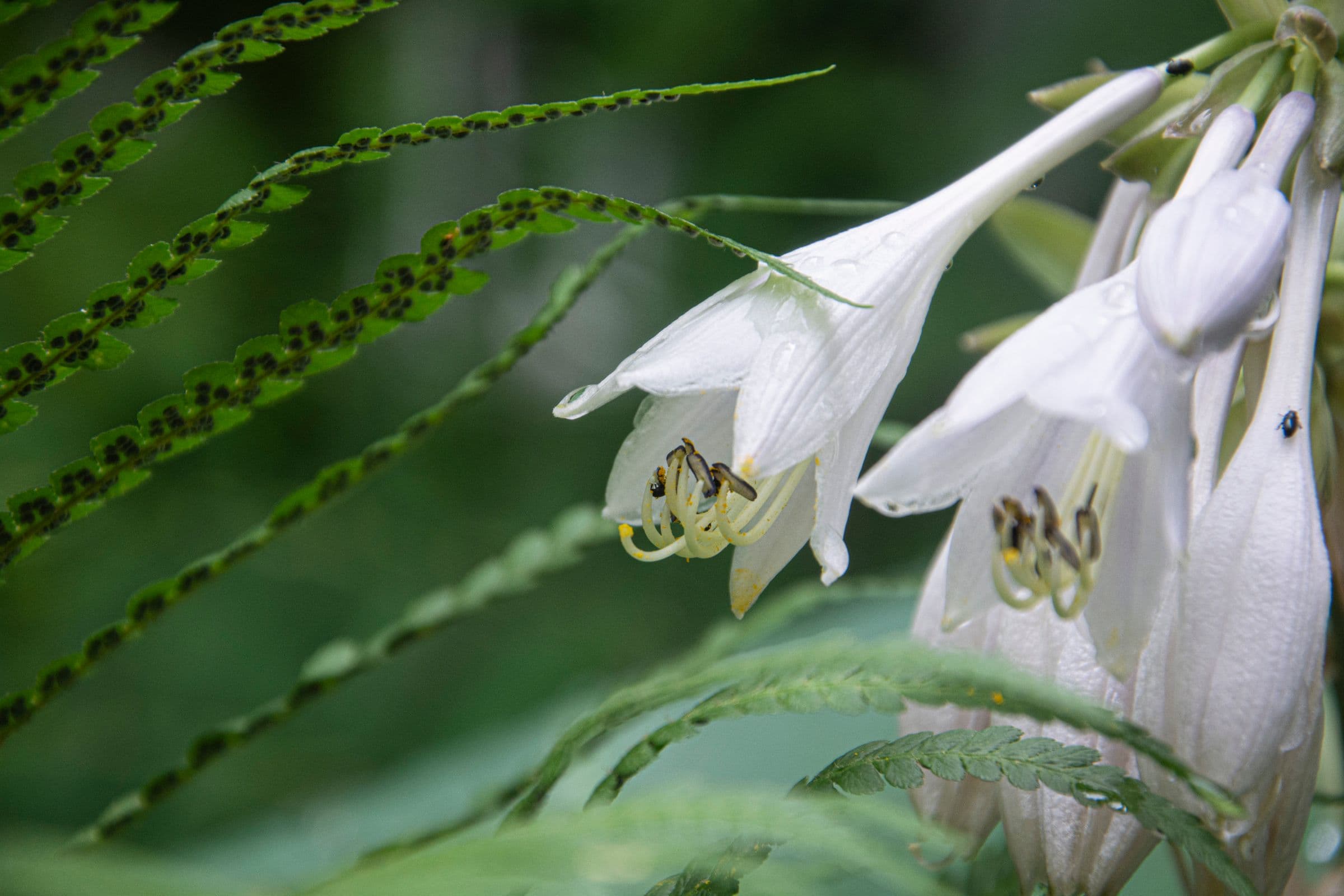 White trumpet-shaped flowers and a fern frond beaded with water droplets after rain, against soft out-of-focus green.