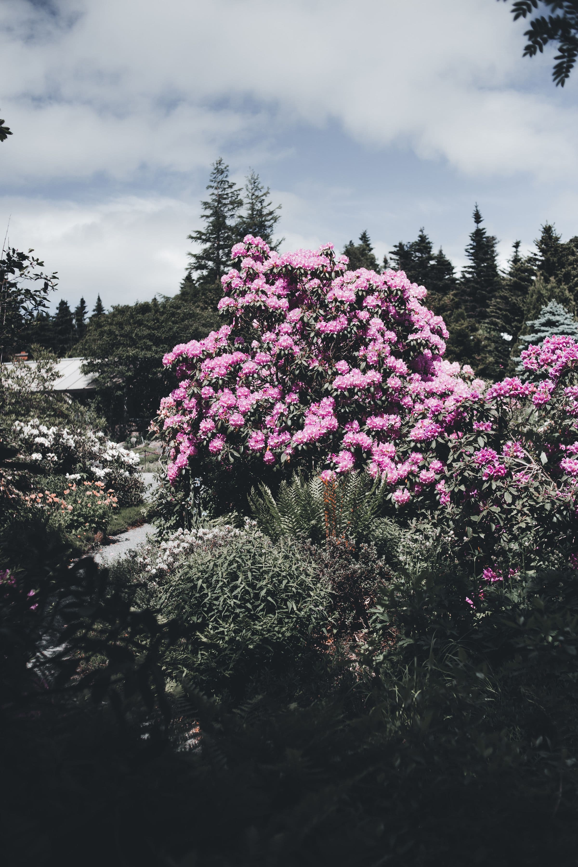 A large rhododendron covered in pink flower trusses, standing among lower evergreen shrubs with the dark silhouettes of conifers and a heavy grey cloud bank behind it.